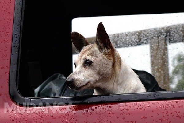 Como deve ser feito o transporte de animais?