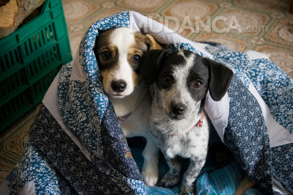 Empresas de mudança podem transportar animais?