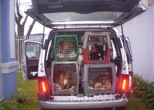 Transporte de animais