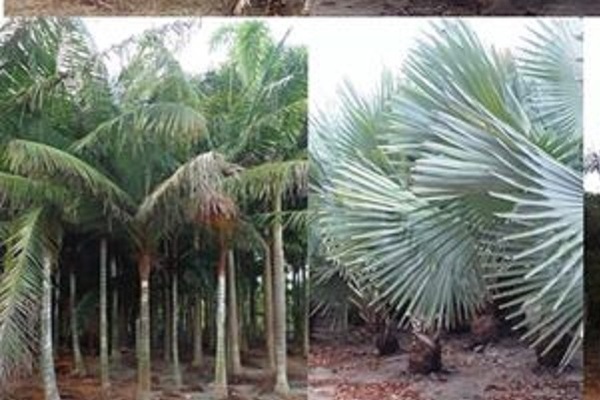 Quem realiza transportes de plantas ornamentais da Bahia para outros estados?